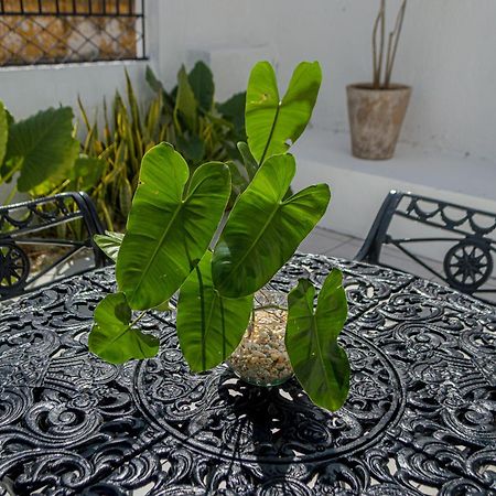 Hotel Boutique Casa Xaan Valladolid  Zewnętrze zdjęcie
